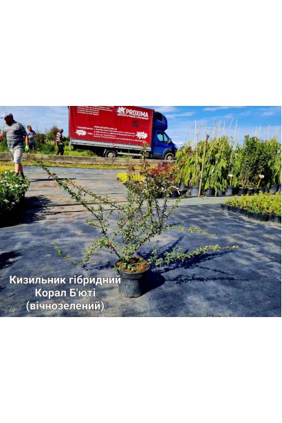 Кизильник гібридний / Даммера Корал Б`юти - 3л/вис.60-80см/Ø60-100см